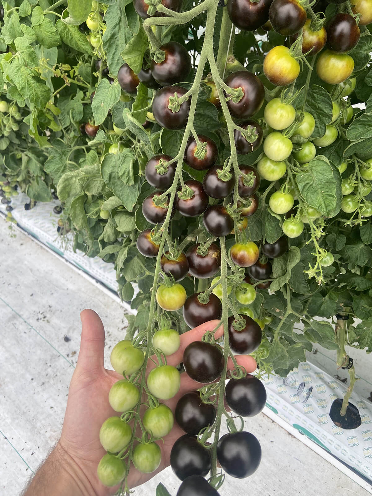 Purple Tomato Seed Packet